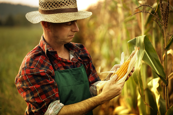 Farmer inspecting his corn